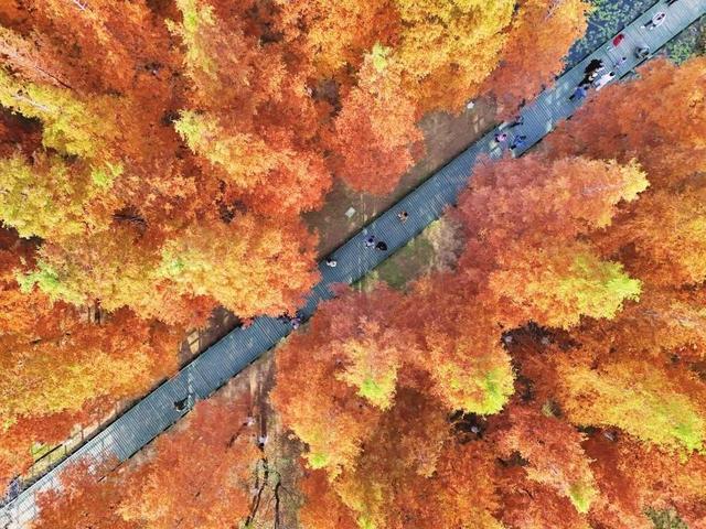 多彩初冬，美丽鱼鸟河