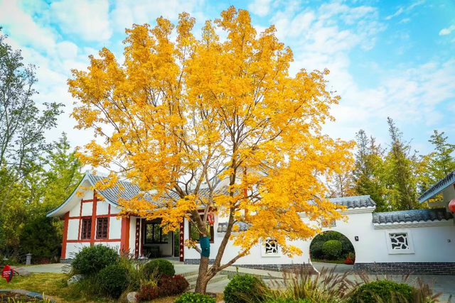 走，到郑州航空港“捡秋”去！丨港视角