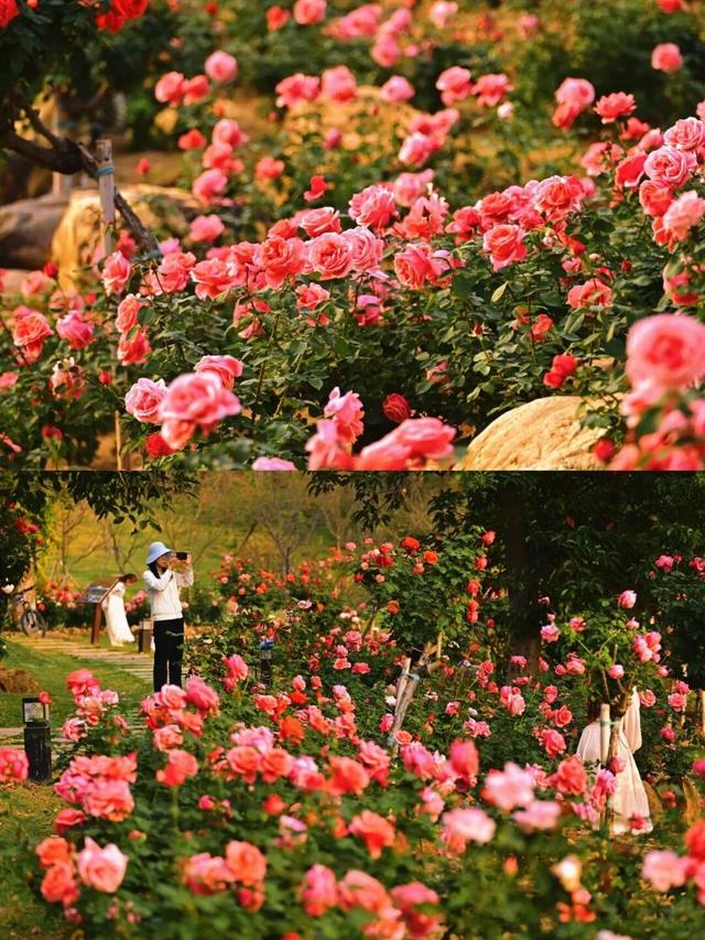 十二月限定浪漫 青秀山双花同绽迎冬韵