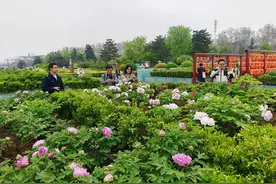 花开又逢君 第41届中国洛阳牡丹文化节开幕图片