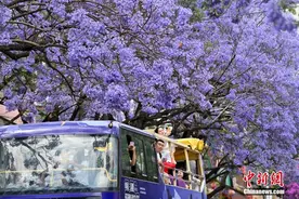 昆明蓝花楹迎盛花期 吸引游客打卡图片