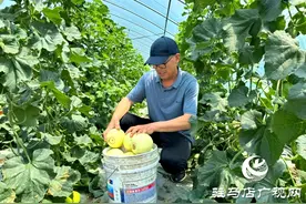 新蔡：甜蜜“果篮子”鼓起村民“钱袋子”图片