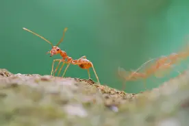 东莞：省级红火蚁防控项目通过验收，筛选出10种驱避红火蚁的植物图片