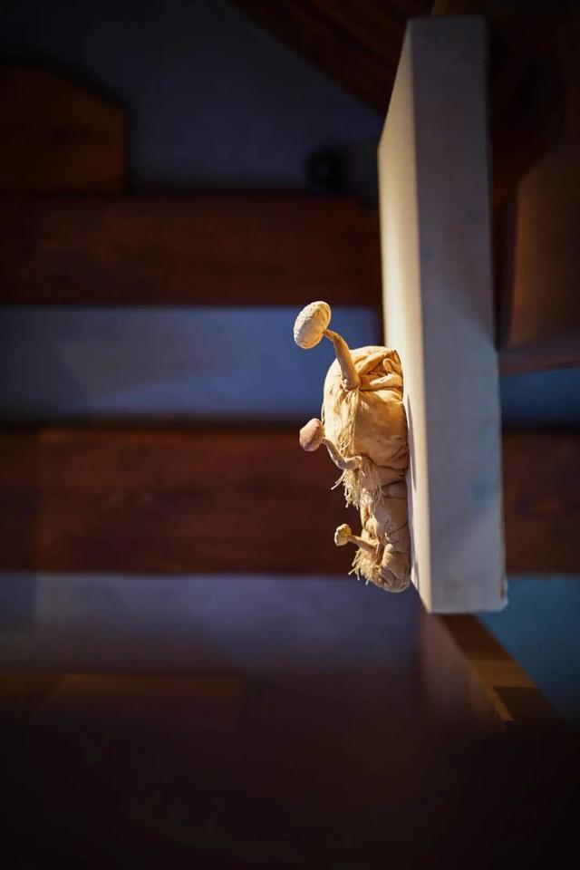 来东城这个胡同小院	，邂逅蘑菇精灵的童话秘境——