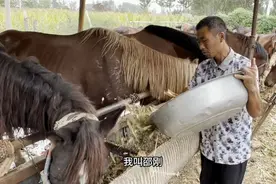 果然视频|山东特有的渤海马在这里成长，80后养马人的幸福生活图片