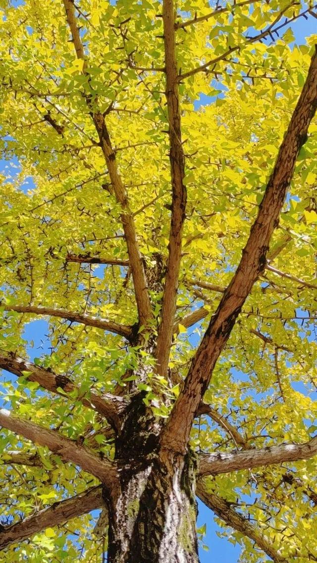 象山区的银杏也黄了，请收下这份限定的金色浪漫