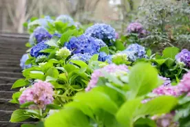 闯入山城的“莫奈花园”！绣球花海已上线图片