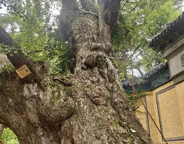 围满脚手架！惠山古镇650岁银杏怎么了?