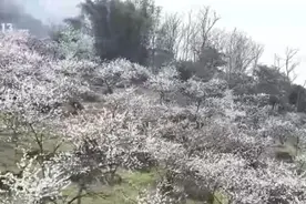 樱花初绽放、候鸟舞翩跹 多地呈现一派生机勃勃春日图景图片