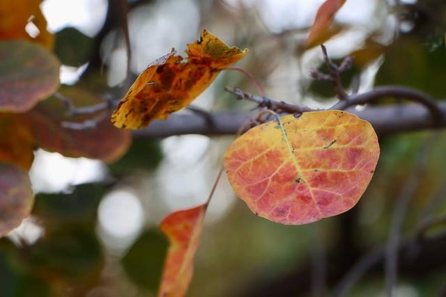 新视界｜静谧而美丽！济南的秋天美景欣赏
