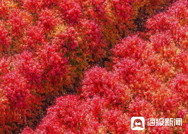 视觉山东一周图选（2025年第44期）