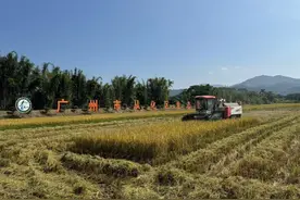 广州晚稻已进入成熟期，预计11月底收获完成图片