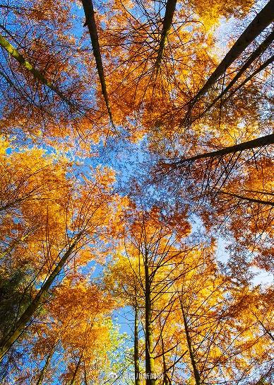 四川广元：山山秋色如画 树树红叶醉人