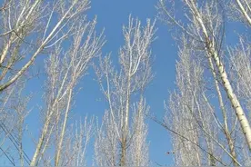 赞挺拔的白杨图片