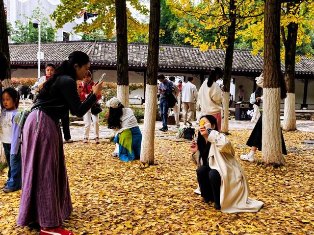 岳麓山的银杏黄了