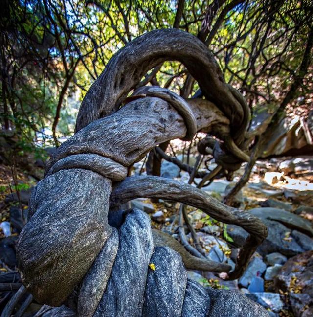 济宁冬季赏叶天花板，错过等一年的绝美景色