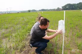 投放二化螟性诱捕器  筑起早稻绿色屏障图片