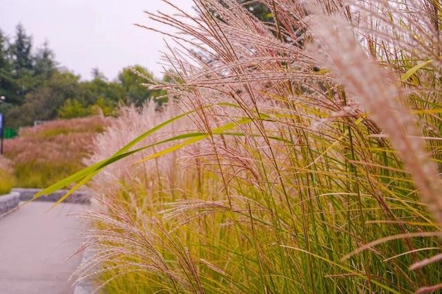 秋风引路入曲江，芙蓉金叶映红墙