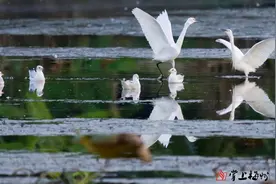 翩跹起舞入画来！“生态精灵”又来梅州“打卡”啦~图片