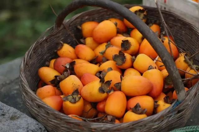 河南初冬的第一口甜，等你来尝！