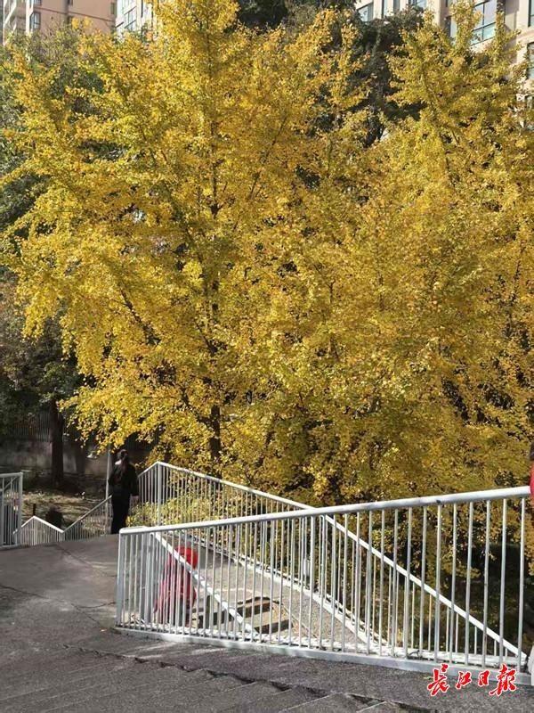“天桥银杏”黄了！好多人来拍照