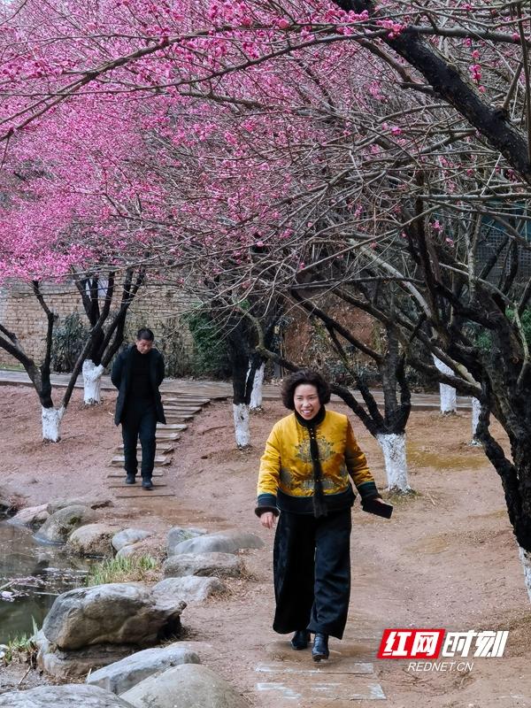 大祥区西苑公园：梅花盛放 迎新“春”