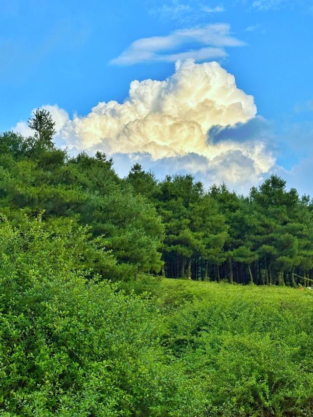 藏着自然的无尽温柔与浪漫！来盘龙大哨森林，我“氧”你啊！