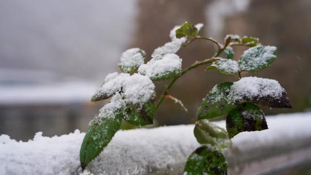 陇南康县：初雪，赠你一城清白