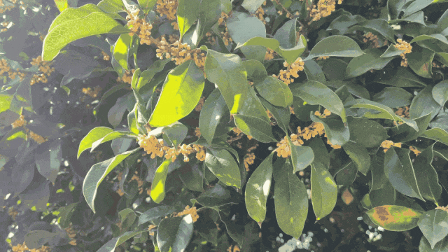 这声“对不起”，泰州人等了半个月！