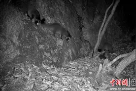 5只果子狸集体亮相湖南南山国家公园候选区图片