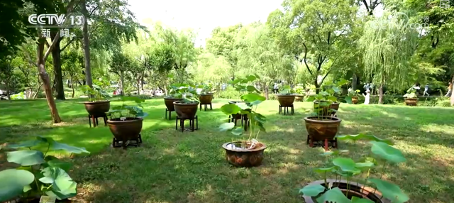 “凉爽+产业”拉动消费“花”样翻新，“荷”你相遇让老产业焕发新活力