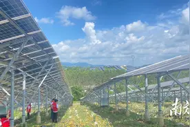 鹤山双合：光伏板下凤梨甜，农光互补促振兴图片