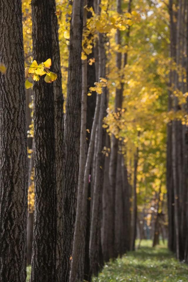 长宁最全银杏打卡点来啦，还有“宁宁”的私藏点位哦～【看“宁”的】