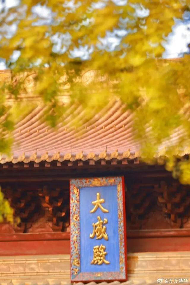 秦淮的银杏，悄悄黄了