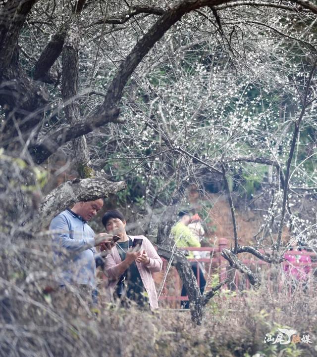 海陆视觉｜汕尾“香雪”醉游人