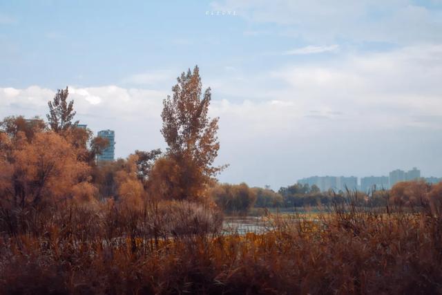 顶级美学!西安这4个园林,美到失语!