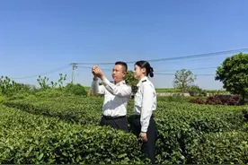 “浙”里春茶香飘海外，今年一季度出口茶叶9.5亿元图片