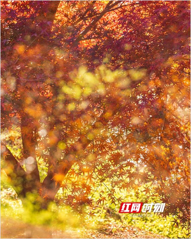 潘华摄影作品：漫步永州蓝山谷 邂逅湘江源头的层林尽染