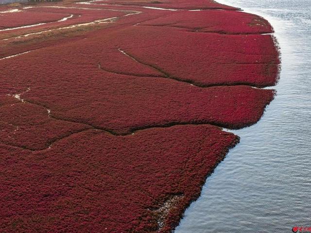 红海滩的“红”从何而来？