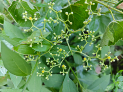 月识植物三百种，不辞长作岭南人：齐云山植物行