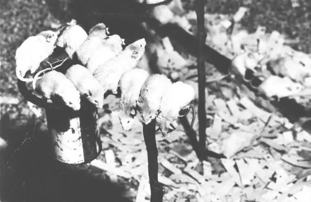 在衣食无忧的“天堂”里，它们自相残杀，然后全员灭亡