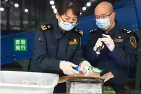 吓人！成都海关查获6只巨人恐蚁图片