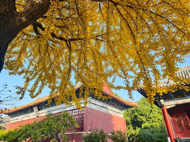 图集丨金秋岱庙美出圈 千年古银杏 “披金” 引客打卡