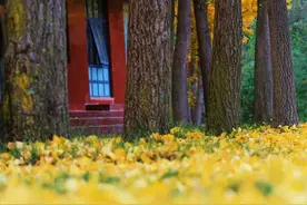 免门票/免往返索道/免观光电梯票，洛阳最新优惠政策来了！图片