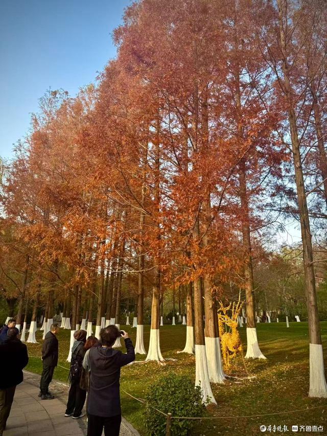 五龙潭公园里水杉林里，“跳”进来两只银杏鹿