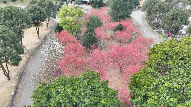 宁德的春日秘境！一半嫣红一半雪白，快去赴约→