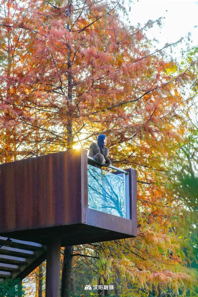 爆火机位！汉阳这个阳台，红了！