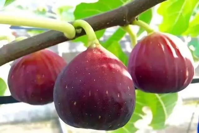 乐游绵阳 清凉一夏 ‖ 三台"果"然有趣——无花果：软甜多汁，蜜韵悠长