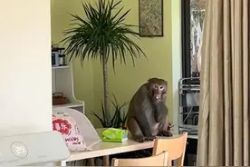 连吃带拿！一地野生猕猴多次进市民家中，当地林业局紧急提醒图片