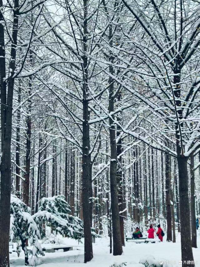 雪中泉城公园美不胜收